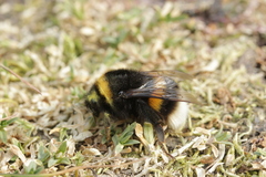 Bombus