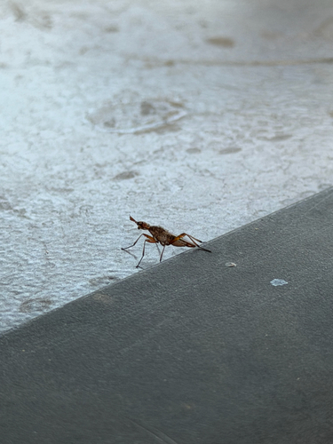 Longhorn Cactus Fly