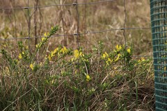 Chamaecytisus ratisbonensis