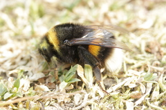 Bombus