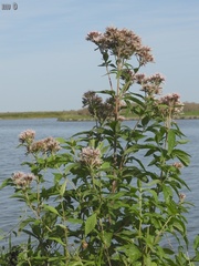 Eupatorium cannabinum