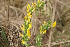 Chamaecytisus ratisbonensis
