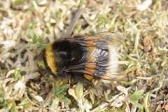 Bombus
