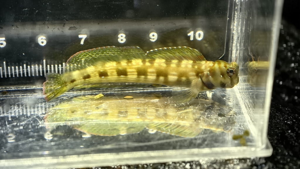 Biliton Blenniella
