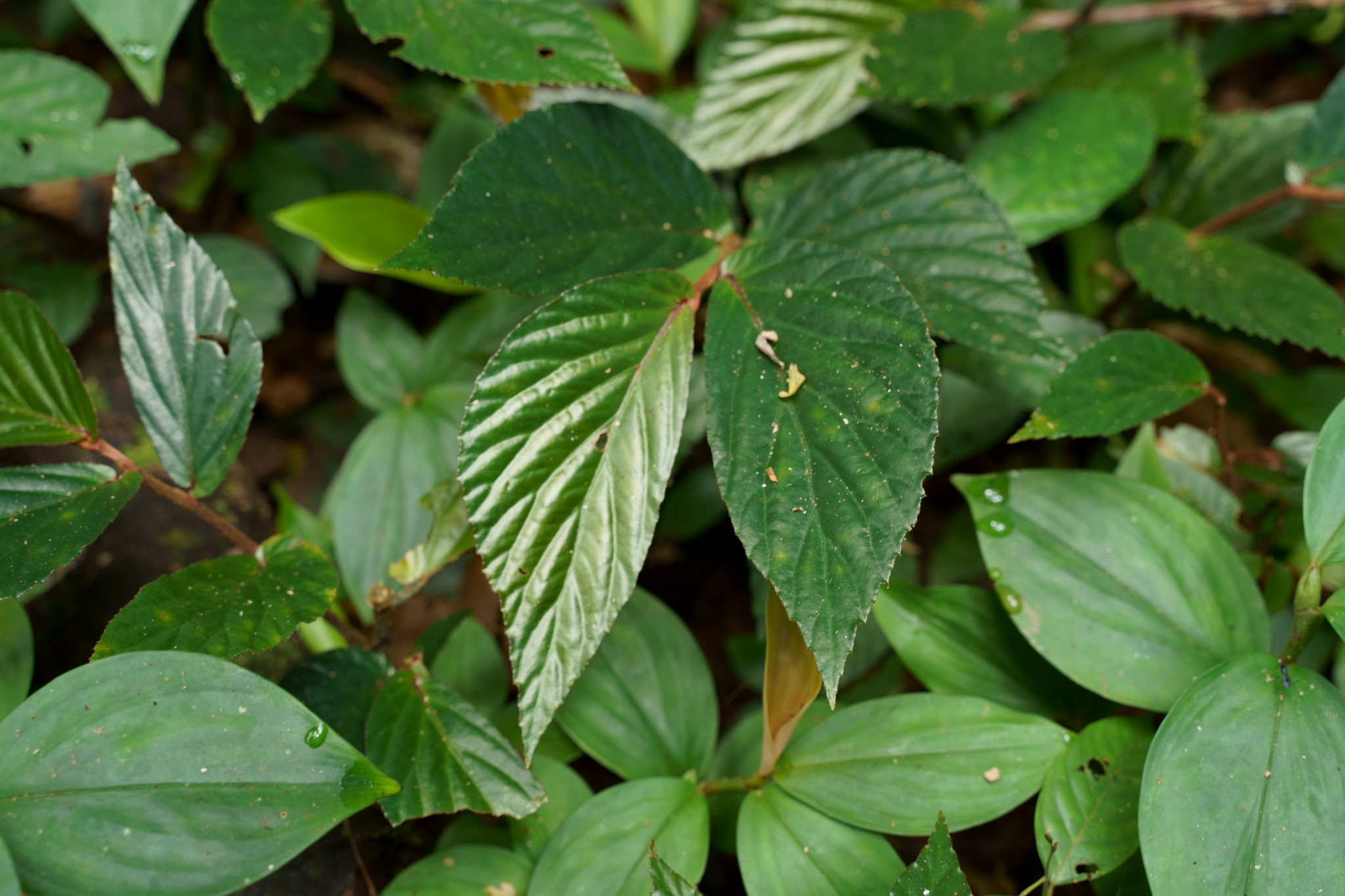 Begonia jamiliana - Growing Guide & Care Tips | BioGardens.org