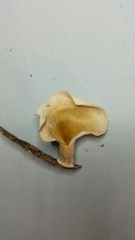 Favolus grammocephalus