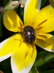 Oxythyrea