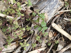Parietaria praetermissa