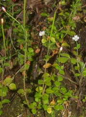 Epilobium rotundifolium