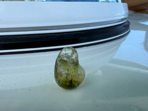Valonia ventricosa observed 2026-06-05