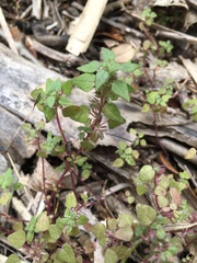 Parietaria praetermissa