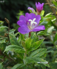 Epilobium hirsutum