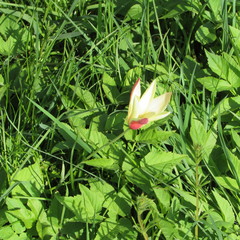 Tulipa clusiana