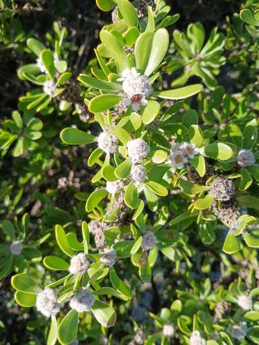 Taxandria marginata, photograph 2