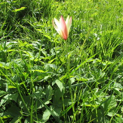 Tulipa clusiana