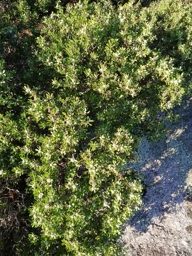 Taxandria marginata, photograph 3
