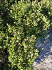 Taxandria marginata, photograph (c) hjcjim, some rights reserved (CC BY)