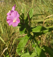 Epilobium hirsutum
