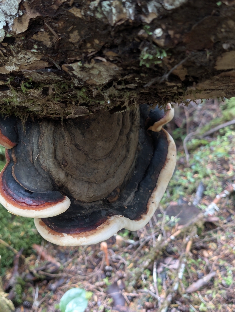 Northern Red Belt · June 2026 · photo: Photo: (c) Moe Meikle, some rights reserved (CC BY) · iNaturalist