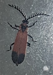 Cladophorus cinctus