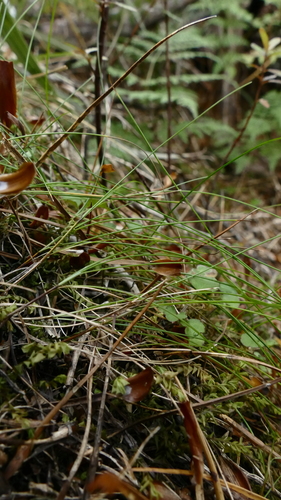 Allan's Sedge (Carex allanii)