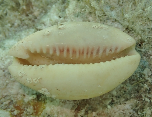 Luria cinerea observed 2026-06-06