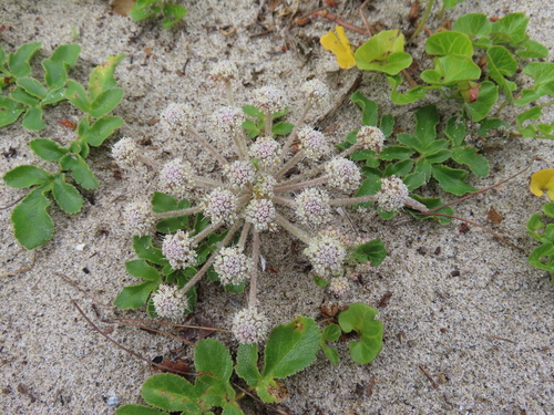 Glehnia littoralis, photograph 5