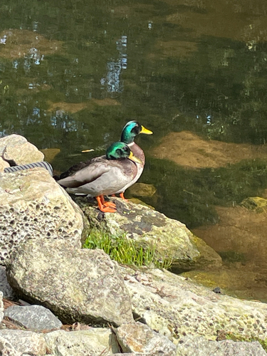 iNaturalist: (c) Kyler Prime, some rights reserved (CC BY-NC), uploaded by Kyler Prime iNaturalist image
