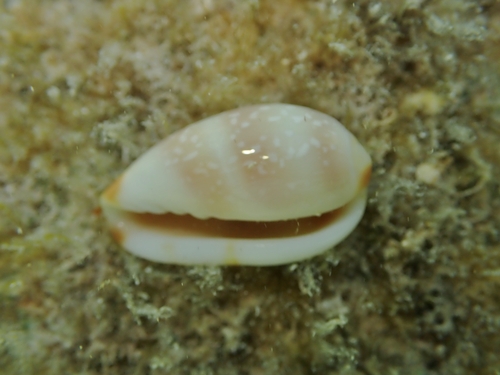 Marginella guttata, 2026-06-06