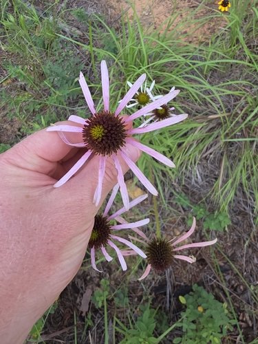 Echinacea sanguinea