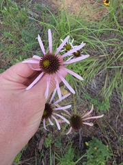 Echinacea sanguinea