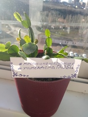 Rhipsalidopsis gaertneri