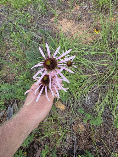 Echinacea sanguinea, photograph 2