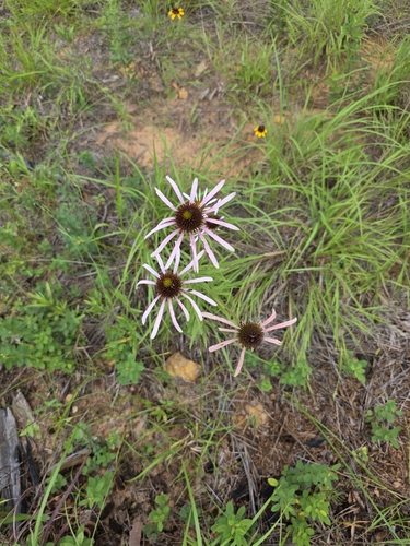 Echinacea sanguinea, photograph 3