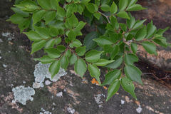 Celtis biondii