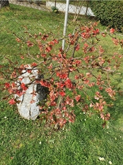 Prunus serrulata
