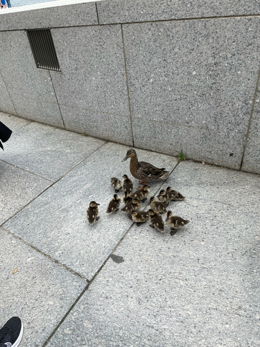iNaturalist image