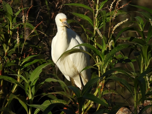 iNaturalist image