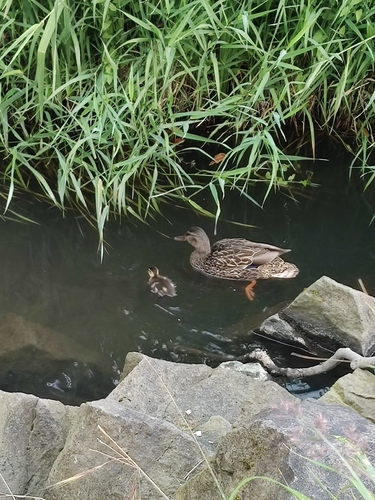 iNaturalist image