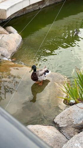 iNaturalist image