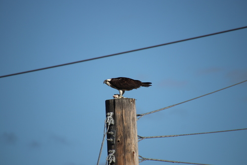 iNaturalist: (c) Isis Khalil, some rights reserved (CC BY-NC), uploaded by Isis Khalil iNaturalist image