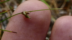 Carex allanii