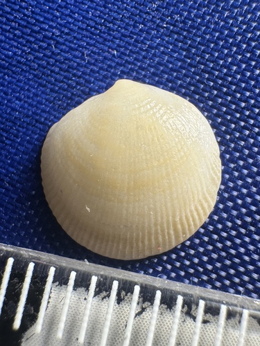 Lucinisca nassula observed 2026-06-04