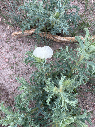 Rough pricklypoppy (Argemone hispida)