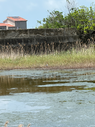 iNaturalist image
