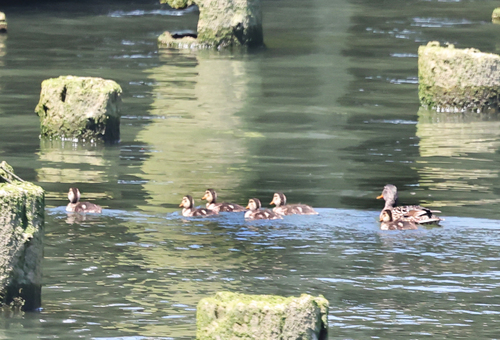 iNaturalist image