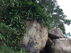Philodendron crassinervium, photograph (c) topeuna, some rights reserved (CC BY)