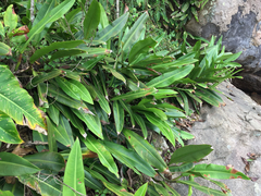 Philodendron crassinervium, photograph (c) topeuna, some rights reserved (CC BY)