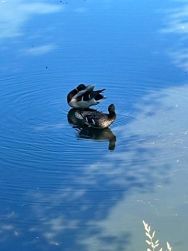 iNaturalist image