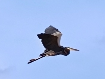 iNaturalist image